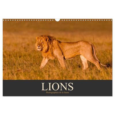 Lions – Photographies de la faune (Calendrier mural 2027 DIN A3 vertical), CALVENDO calendrier mensuel