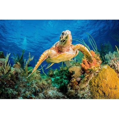 Fototapete PAPERMOON "JAN ABADSCHIEFF, HAWKSBILL TURTLE SCHWIMMEN DURCH KARIBISCHES RIFF", bunt, B:4m L:2,6m, Vlies, Tapeten