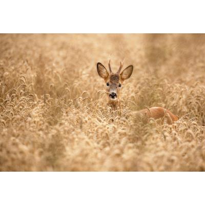 Fototapete PAPERMOON "Photo-Art ALLAN WALLBERG, HIRSCH IM FELD", bunt, B:3,5m L:2,6m, Vlies, Tapeten