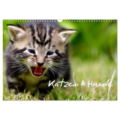 Katzen & Hunde (Wandkalender 2027 DIN A3 quer), CALVENDO Monatskalender