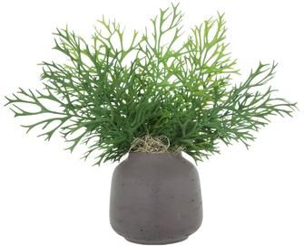 Creative Labs Staghorn Fern in Fiberstone Vase