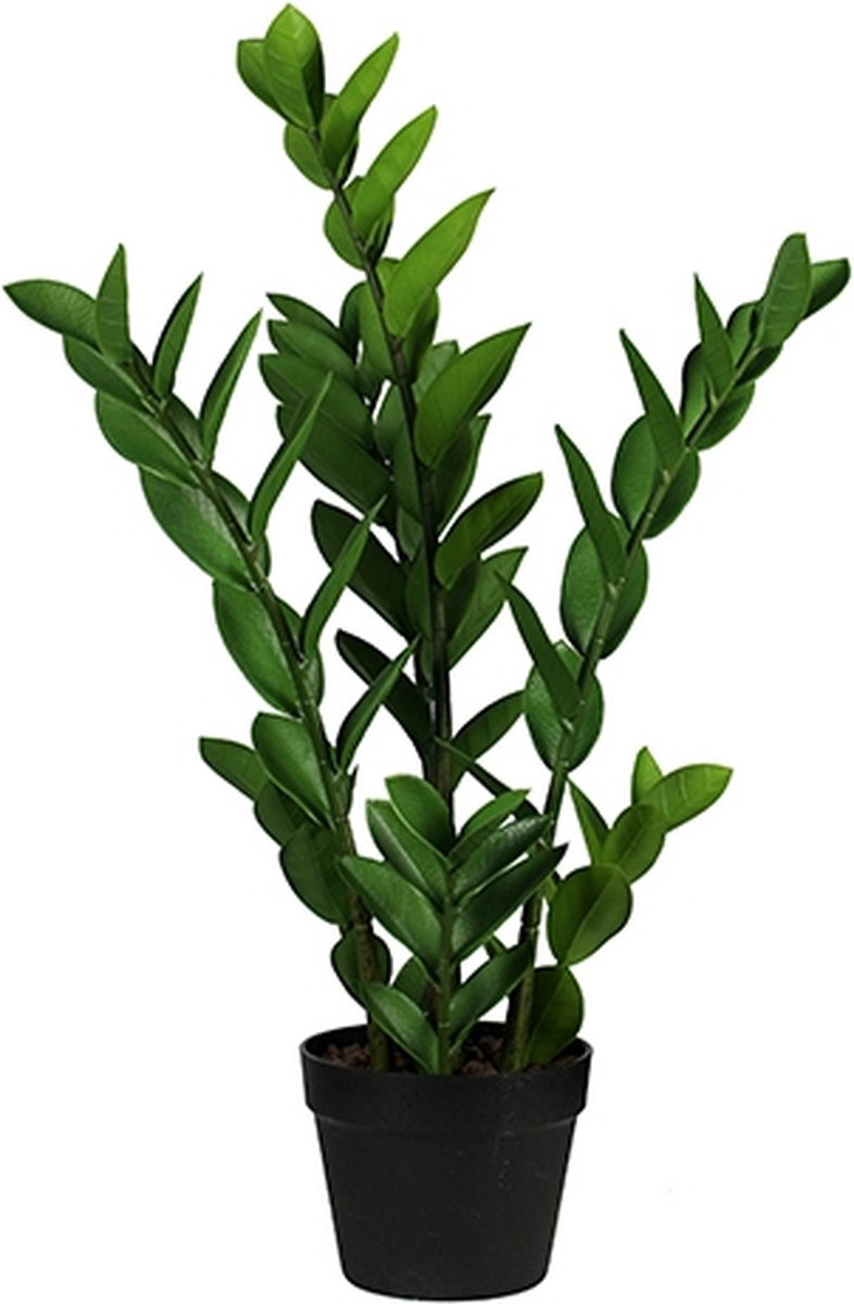 Buitengewoon de boet Zamioculcas groene kamerplant 65 cm