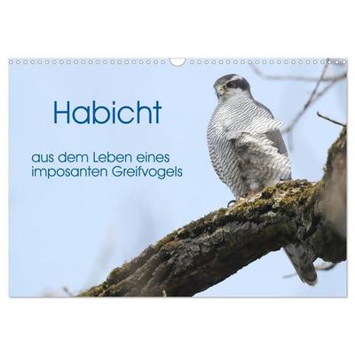 Habicht - aus dem Leben eines imposanten Greifvogels (Wandkalender 2027 DIN A3 quer), CALVENDO Monatskalender