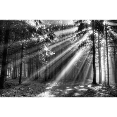 Fototapete PAPERMOON "Wood Glade", bunt (grau), B:2,5m L:1,86m, Vlies, Tapeten