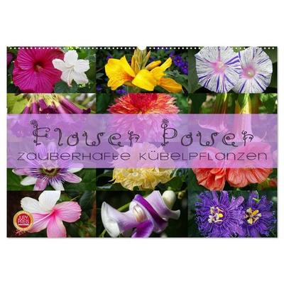 Flower Power - Zauberhafte Kübelpflanzen (Wandkalender 2027 DIN A2 quer), CALVENDO Monatskalender