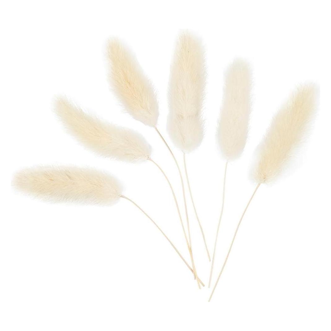 Creativ Company Weihnachtsdeko 3-7 cm, 6 Stück (Trockenblumen, 6x) (50203)