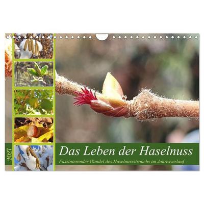 Das Leben der Haselnuss (Wandkalender 2027 DIN A4 quer), CALVENDO Monatskalender