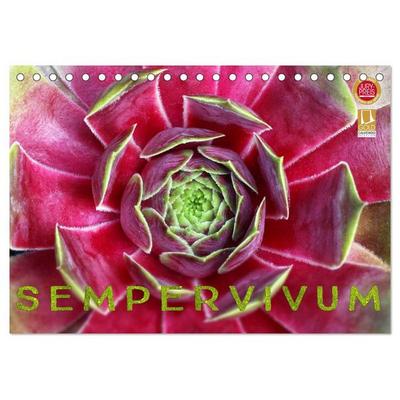 Sempervivum - Hauswurz (Tischkalender 2026 DIN A5 quer), CALVENDO Monatskalender