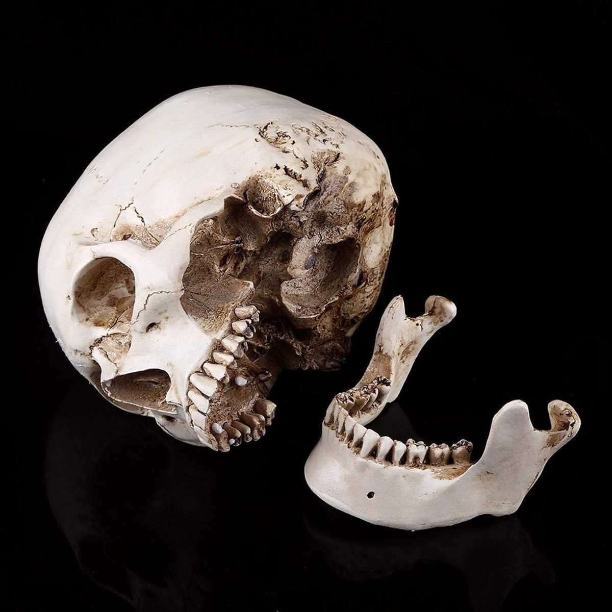 Anatomisch model van een menselijke schedel voor decoratie