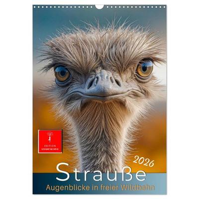 Strauße - Augenblicke in freier Wildbahn (Wandkalender 2026 DIN A3 hoch), CALVENDO Monatskalender