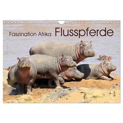 Faszination Afrika: Flusspferde (Wandkalender 2026 DIN A4 quer), CALVENDO Monatskalender