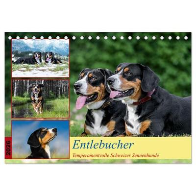Entlebucher - Temperamentvolle Schweizer Sennenhunde (Tischkalender 2026 DIN A5 quer), CALVENDO Monatskalender