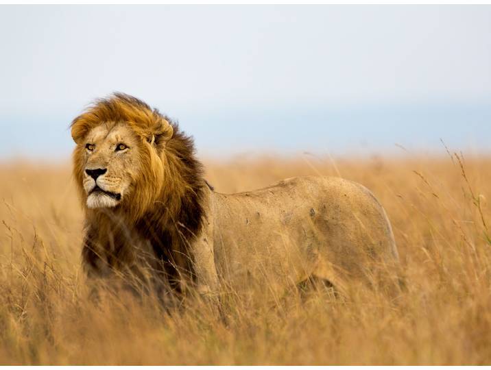 Fototapete PAPERMOON Lion in Masai Mara Kenya , bunt, B:5m L:2,8m, Vlies, Tapeten, Fototapete