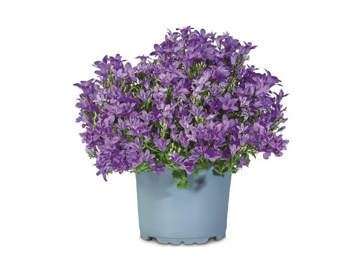 Campanula port. Kim Ø10.5cm