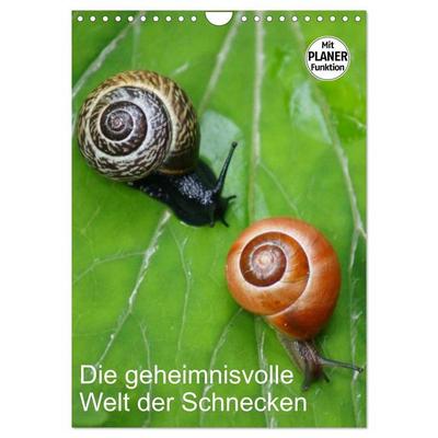Die geheimnisvolle Welt der Schnecken (Wandkalender 2027 DIN A4 hoch), CALVENDO Monatskalender