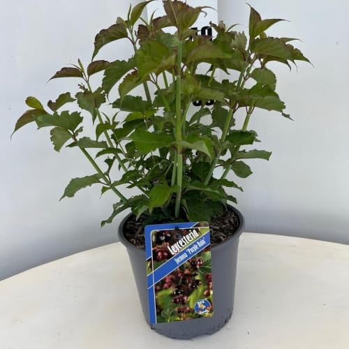 Druifheide Leycesteria formosa Purple Rain in pot
