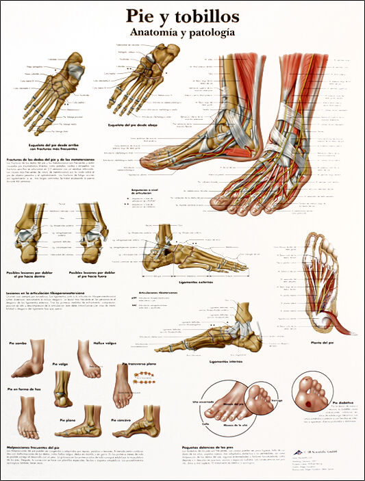 Lâmina de anatomia: Pé e tornozelos