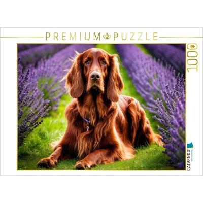 CALVENDO Puzzle Irish Setter im Lavendelfeld | 1000 Teile Lege-Größe 64x48cm Foto-Puzzle für glückliche Stunden