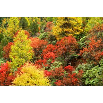 Fototapete PAPERMOON "Herbst Wald", bunt, B:3m L:2,23m, Vlies, Tapeten
