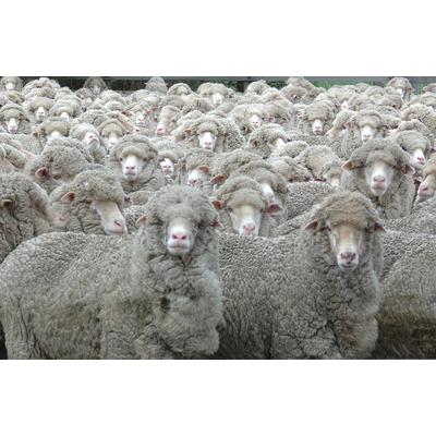 Fototapete PAPERMOON "SCHAFE-TIERE MUSTER FUN DECOR ABSTRAKT BAUERNHOF VIEH", bunt, B:2,5m L:1,86m, Vlies, Tapeten