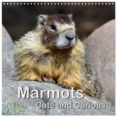 Marmots - Cute and Curious (Wall Calendar 2027 12 × 12 Inch) CALVENDO 12 Month Wall Calendar