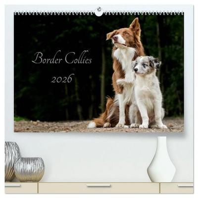 Border Collies 2026 (hochwertiger Premium Wandkalender 2026 DIN A2 quer), Kunstdruck in Hochglanz