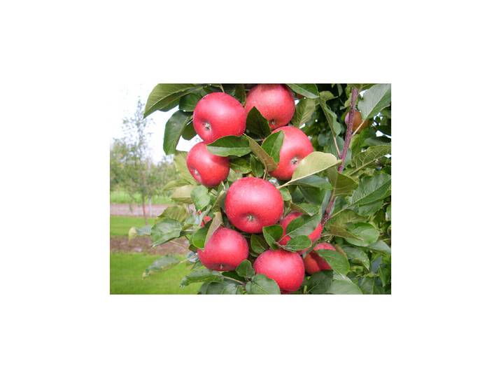 Säulenapfel Rumba 110-170 cm inklusive Topf