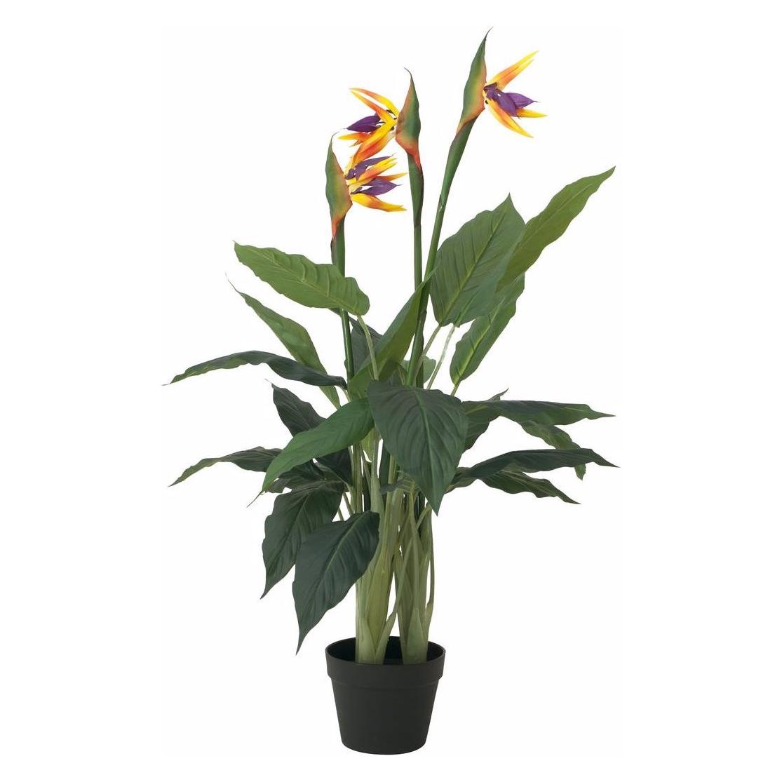Europalms Strelizie (90 cm) (82540502)