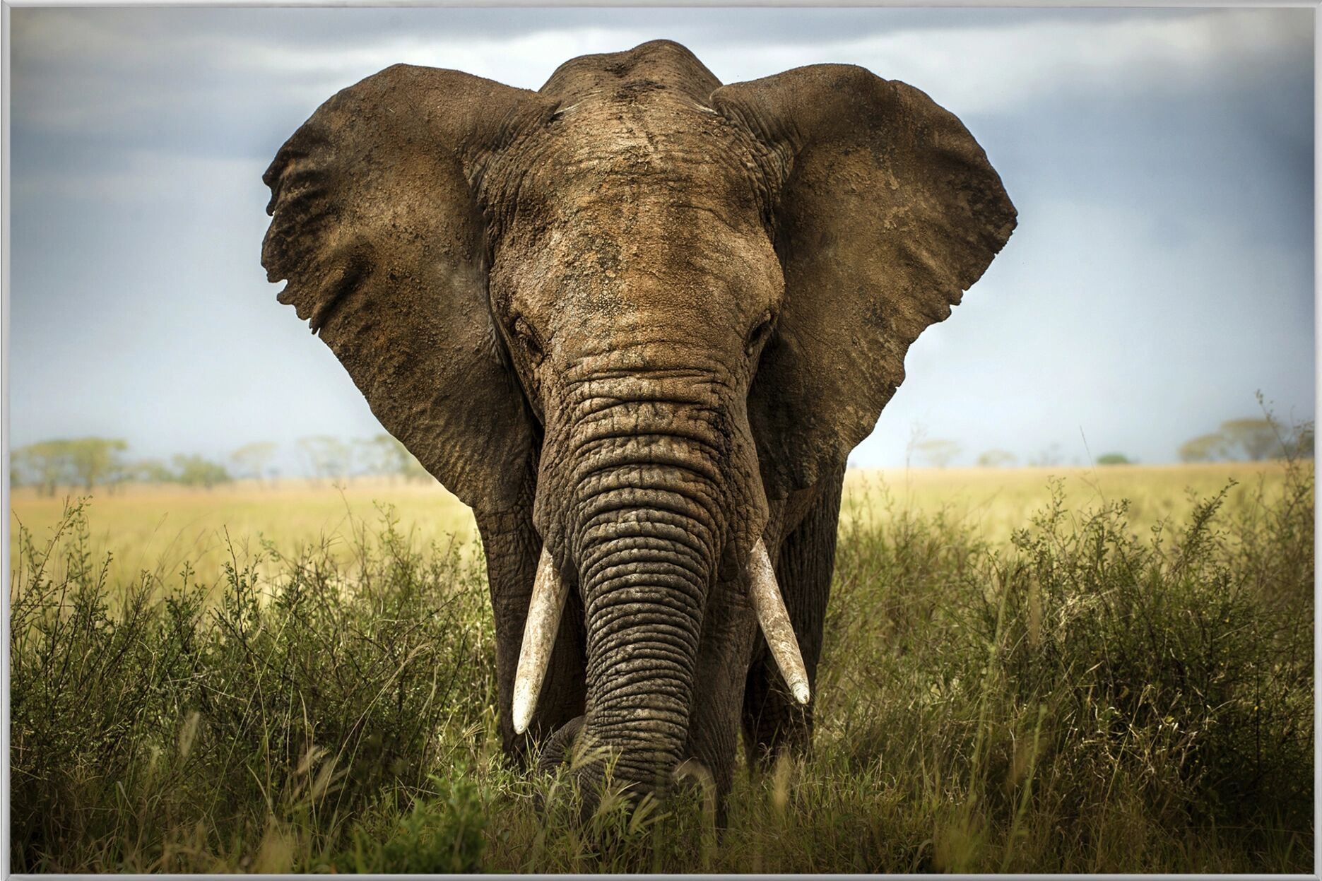 image LAND Grosser Elefant