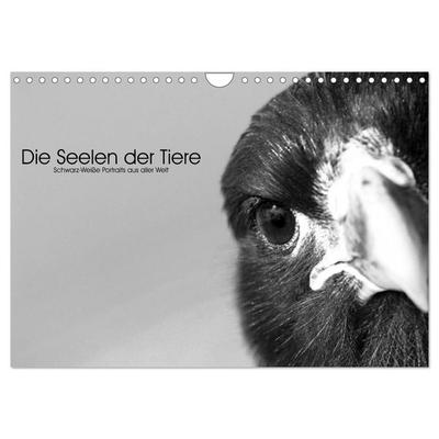 Die Seelen der wilden Tiere (Wandkalender 2026 DIN A4 quer), CALVENDO Monatskalender