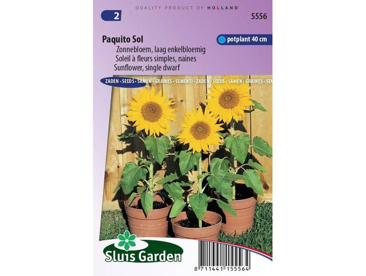 Helianthus annuus zaden dwarf Paquito Sol