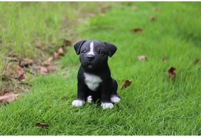 Hi-Line Gift Ltd. Staffordshire Pitbull Puppy Statue