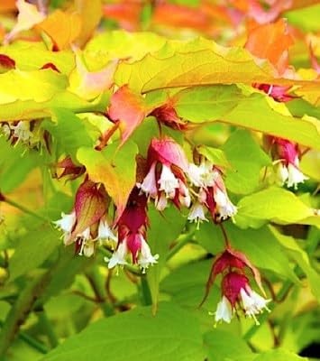 Leycesteria form. 'Golden Lanterns'® (Fazantenbes, Karamelbes, Grootmoeders Oorbel) - 40-50 cm pot