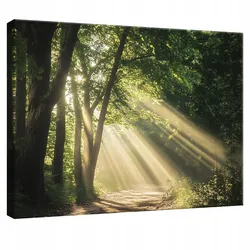 LEINWANDBILD Wald Natur Modern Wohnzimmer 100x70