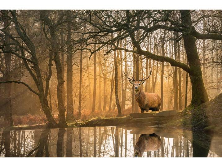 Fototapete PAPERMOON Hirsch im Wald , bunt, B:2m L:1,49m, Vlies, Tapeten, Fototapete
