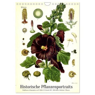 Historische Pflanzenportraits - Heilpflanzen Lithographien von W. Müller (Wandkalender 2027 DIN A4 hoch), CALVENDO Monatskalender
