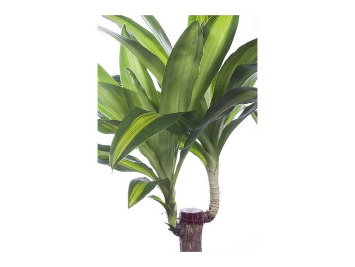 Qualité & Prix Dracaena Deremensis Hawaiian Sunshine ' ⌀ 19 cm'