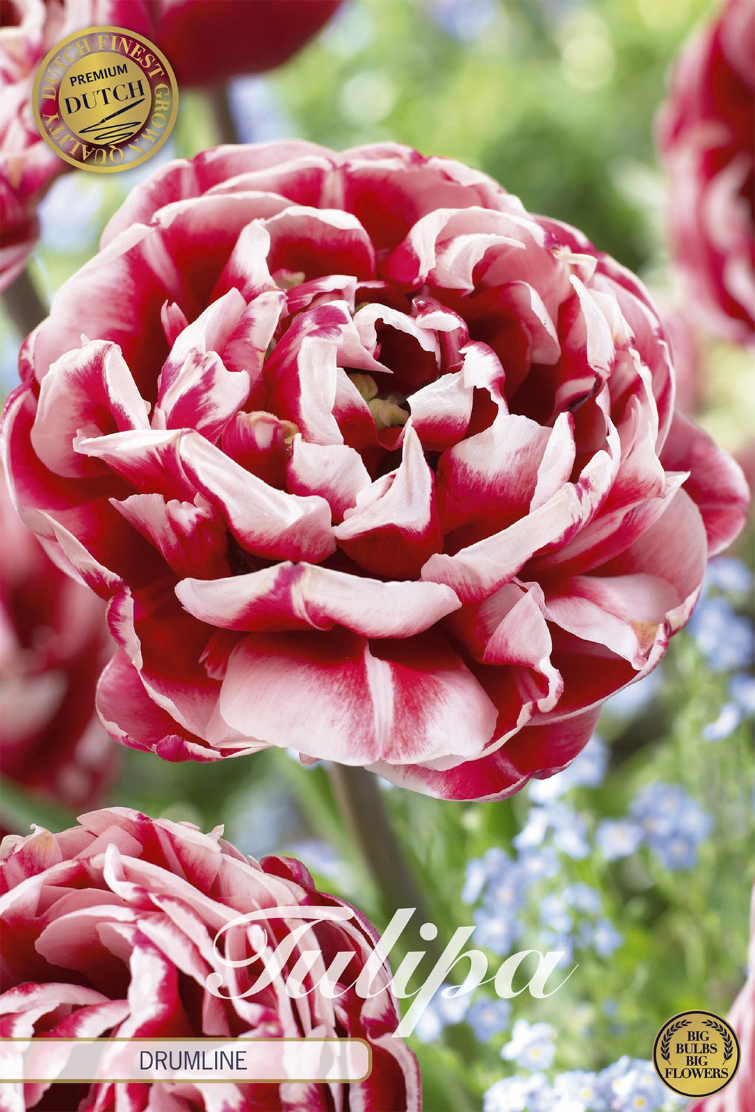 Sam van Schooten Tulpen drumstel (7 stuks)