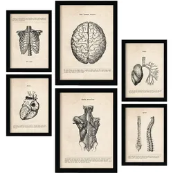 POSTER Set Mit 6 Oberkörper Medizinische Illustrationen Im Vintage Stil Von Anatomie, Körperteilen, Knochen Und Muskeln A3 & A4 Rahmenlos