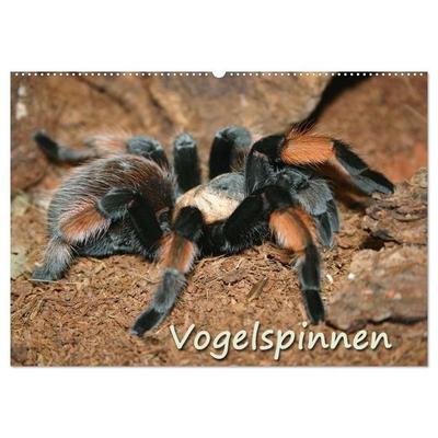 Vogelspinnen (Wandkalender 2026 DIN A2 quer), CALVENDO Monatskalender