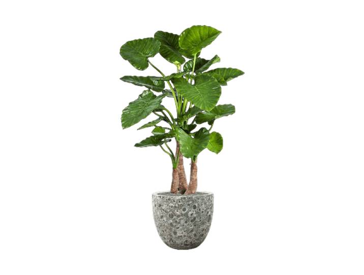 Pflanzen Arrangement „Alocasia Calidora in Lava“ Ø 45 x 160 cm Keramik Baq Design