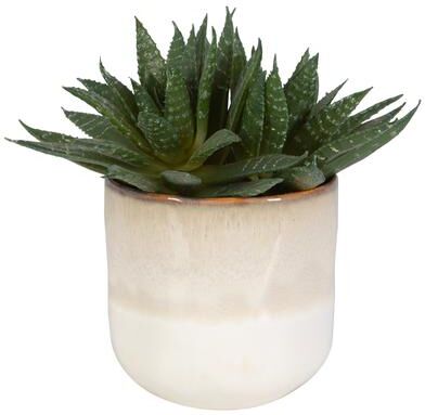 "Uttermost Doha Succulent Accent - 11""W x 10.5""H x 9""D"