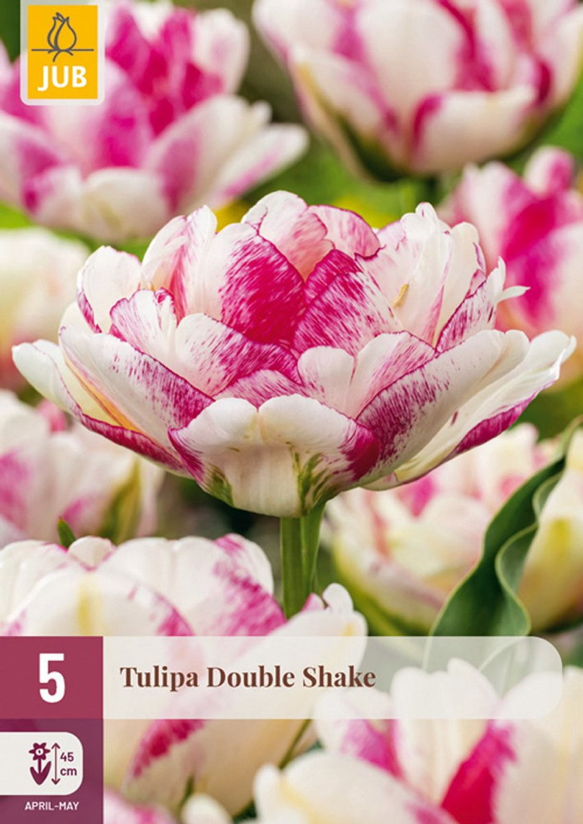 Tulipa Double Shake bloembollen, 5 stuks