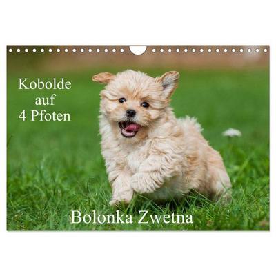 Kobolde auf 4 Pfoten - Bolonka Zwetna (Wandkalender 2026 DIN A4 quer), CALVENDO Monatskalender