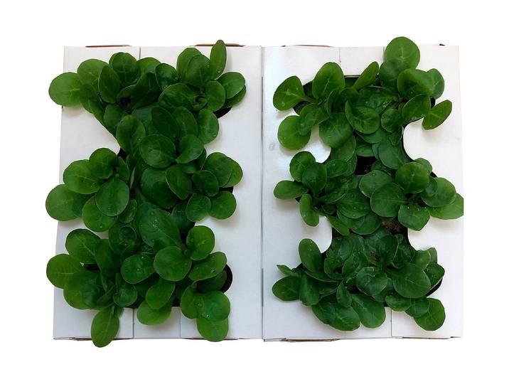 Naturaplan Nüssler-Salat-Set 12 Setzlinge