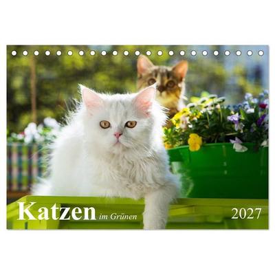 Katzen im Grünen (Tischkalender 2027 DIN A5 quer), CALVENDO Monatskalender