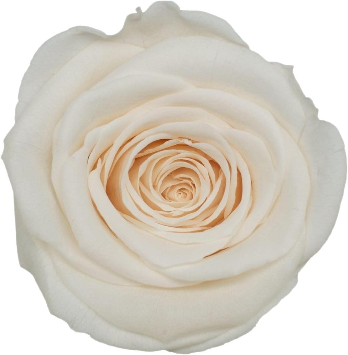 21 stuks Geconserveerde Rozenhoofjes - Beige - Natuurlijke Echte Bloemen
