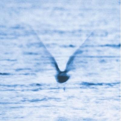 Mellow Dream - Ryo Fukui, CD