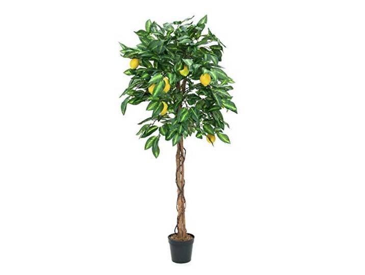 Europalms 82507815 Citroenboom, 150 cm