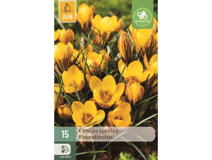 Crocus fuscotinctus 15 bollen